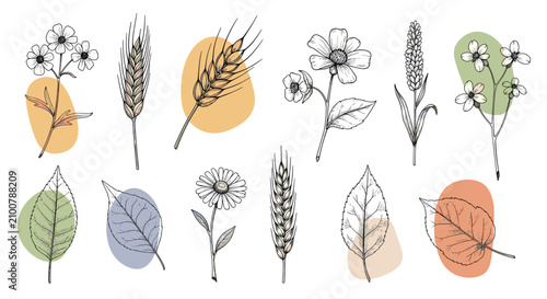 Collection of hand drawn botanical sketches, field flowers and wheat with watercolor splash backgrounds.