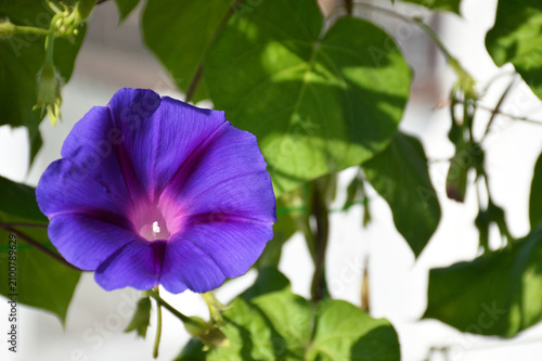  Morning glory flower blooming in the garden