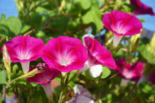 Pink Morning glory flower blooming in the garden