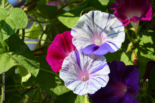 Morning glory flower blooming in the garden