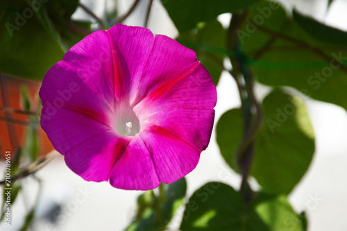  Morning glory flower blooming in the garden