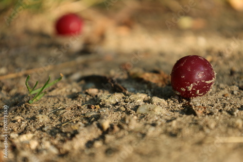 Foto Fallen ripe red cherry plum lying on dry ground with another fruit blurred behin