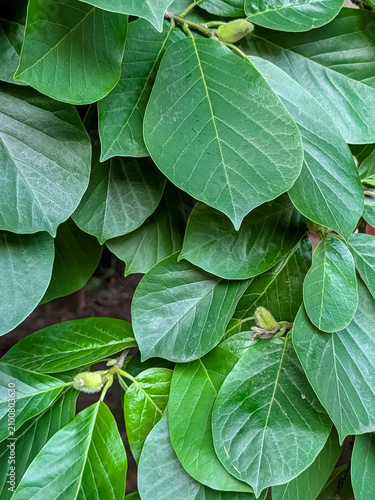 Lush Green Magnolia Leaves with Soft Flower Buds Creating a Fresh Natural Botanical Background