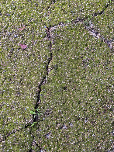 Weathered Moss Covered Concrete Surface with Natural Cracks Showing the Passage of Time