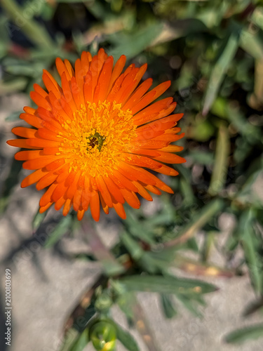 Vivid Orange Bloom Captured in Bright Sunlight with Soft Bokeh for Seasonal Garden Themes