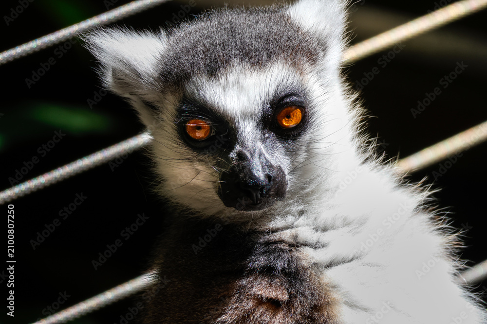 Fototapeta premium Close up of a Lemur