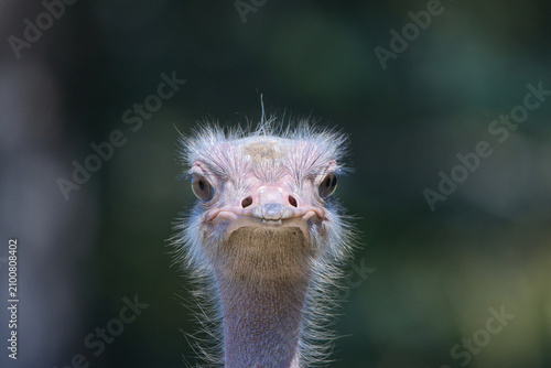 close up of red necked ostrich head
