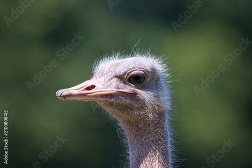 close up of red necked ostrich head