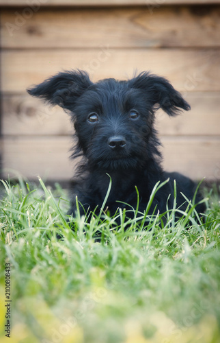 very young black puppy dog on the grass