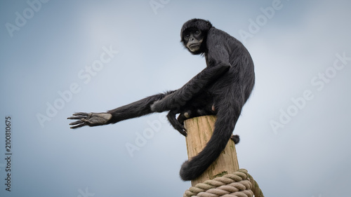 Canvas Print Black Spider Monkey Sitting on top of a Pole