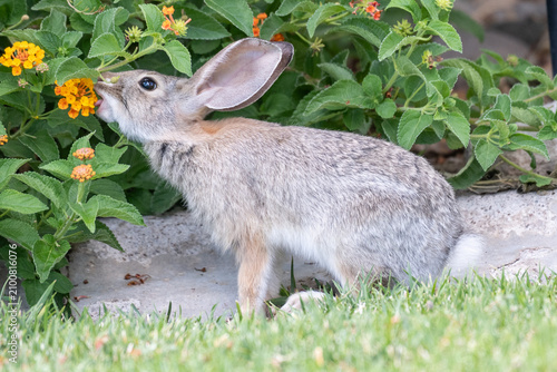 Wild cottontail rabbit nibbling orange lantana flowers in a green garden, shown in side profile beside a lawn.