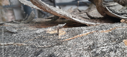 Canvastavla Macro shot of rough grey tree bark with a distinct wood chip splinter protruding from a small notch, detailed organic background