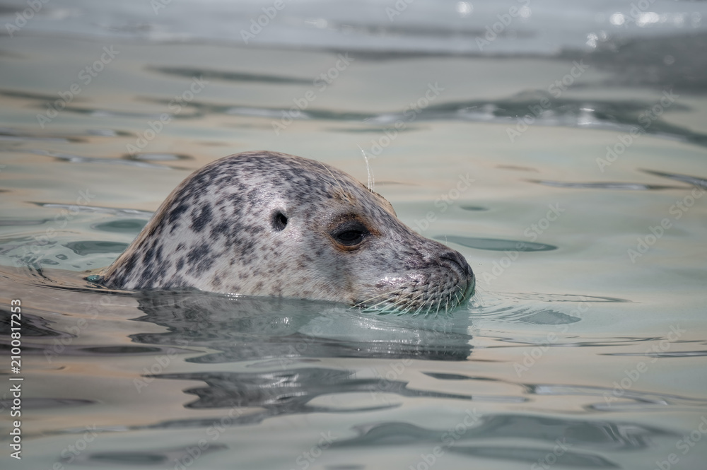 Obraz premium Harbor Seal Swimming in Water