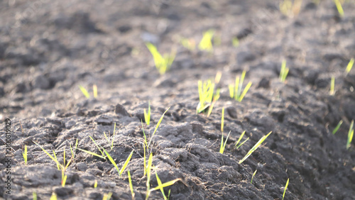 Photos Young green sprouts emerge from fertile soil in a field