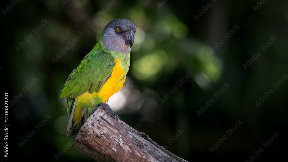 Obraz premium Senegal Parrot Perched on a Sawn Branch