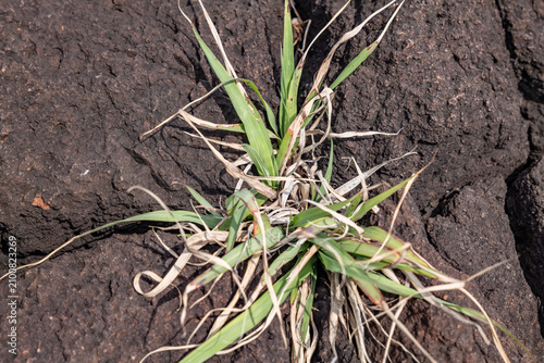 Poaceae, Gramineae, is a large and nearly ubiquitous family of monocotyledonous flowering plants, true grasses.  Cape Tsumeki, Shimoda city, Izu Peninsula,Shizuoka Prefecture, Japan. 