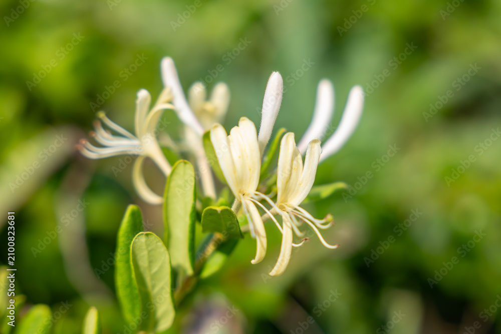 Fototapeta premium Lonicera japonica, known as Japanese honeysuckle and golden-and-silver honeysuckle. Cape Tsumeki, Shimoda city, Izu Peninsula,Shizuoka Prefecture, Japan. Philippine Sea Plate. 