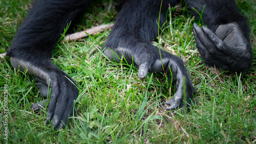 Black Spider Monkey Hand and Feet Close up