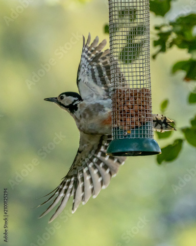 Greater spotted woodpecker flying off from a nut feeder.