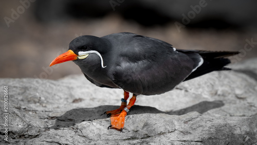 Tableau sur toile Inca Tern Standing on a Rock