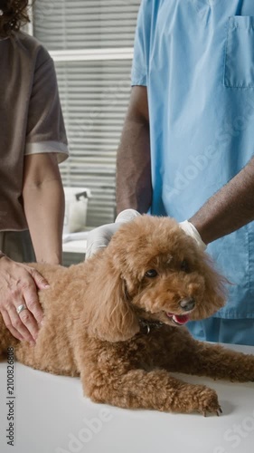 Vertical shot of African American male veterinarian and Caucasian female owner comforting brown poodle on examination table. Clip is ideal for veterinary clinic promotions and pet care services