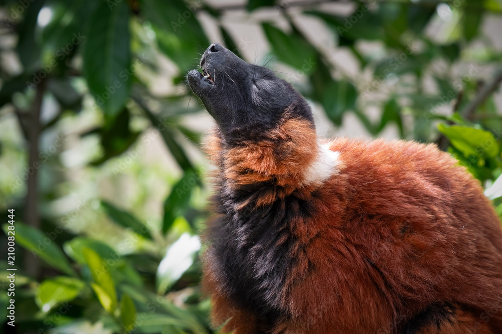 Obraz premium Red Ruffed Lemur Enjoying its Food