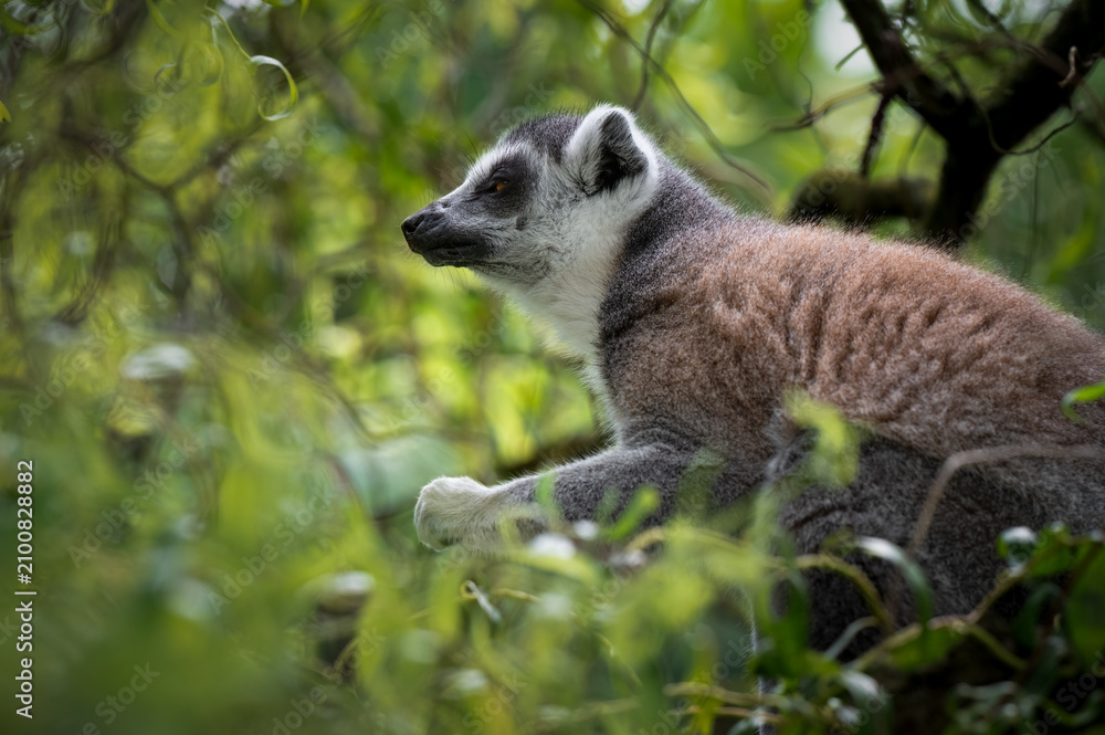 Obraz premium Ring-tailed Lemur Sitting in a Tree