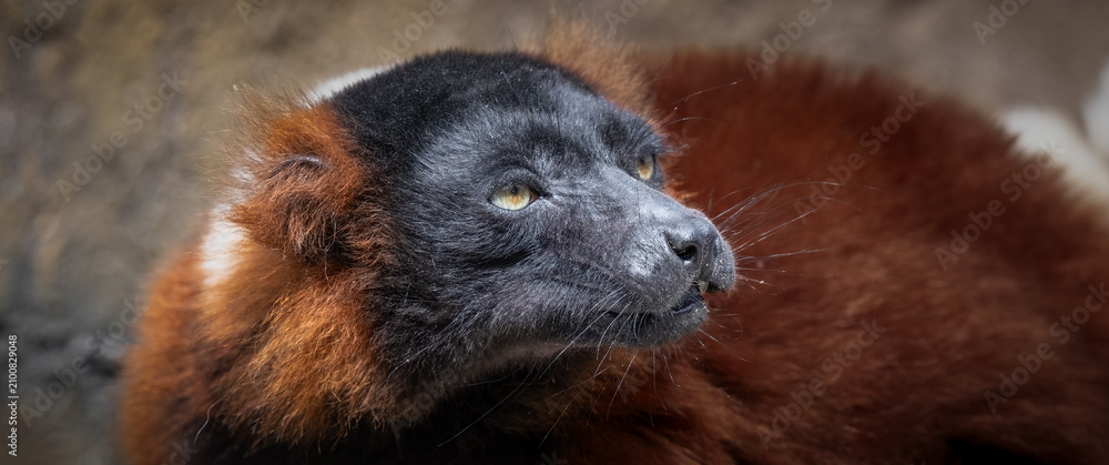 Obraz premium Red Ruffed Lemur Enjoying its Food