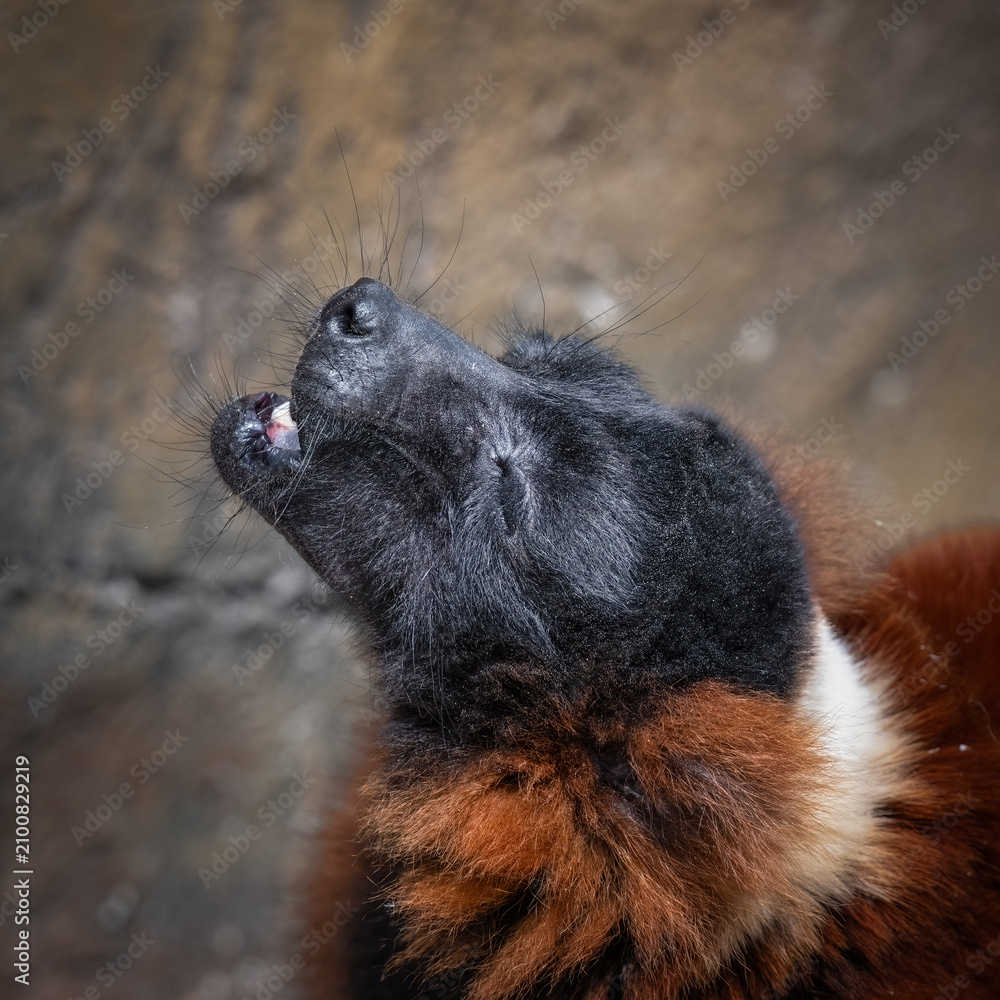 Obraz premium Red Ruffed Lemur Enjoying its Food