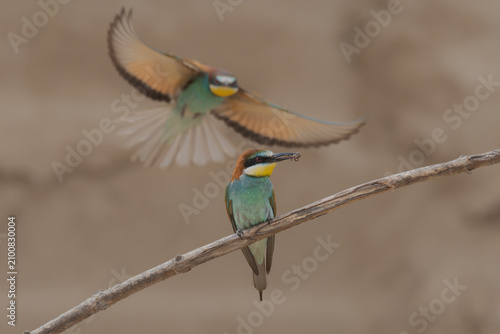 Картината върху платно European bee-eater
