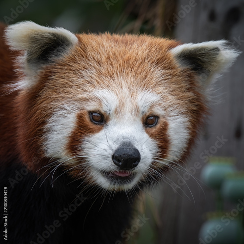 Close up Cute Red Panda