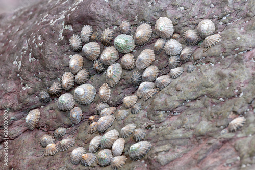 Common limpets (patella vulgata) on a rock