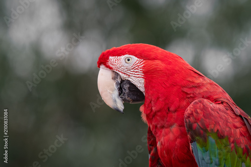 Side Profile of a Green-Winged Macaw