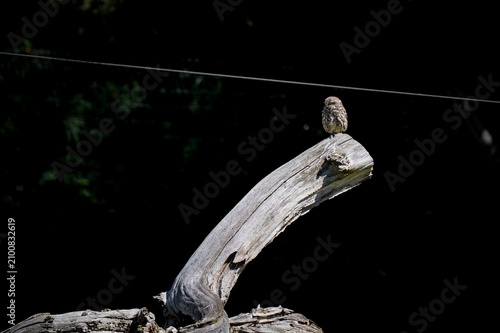 Little Owl Perched on a Dead Tree