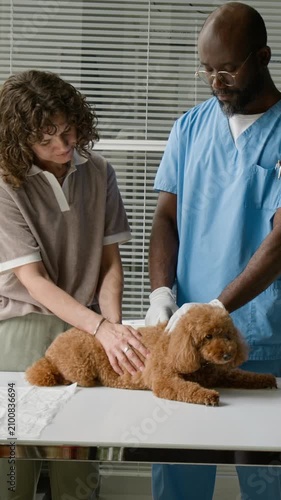 Vertical shot of African American middle aged veterinarian and Caucasian young adult woman examining small poodle dog on table in clinic. Perfect for pet care services and veterinary clinic promotions