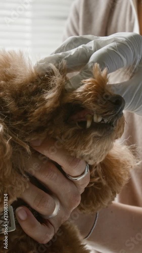 Vertical video of veterinarian wearing gloves examining teeth of brown poodle dog held by female owner. Footage ideal for pet health insurance and veterinary clinic marketing