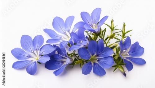 Lobelia Flowers On White Background