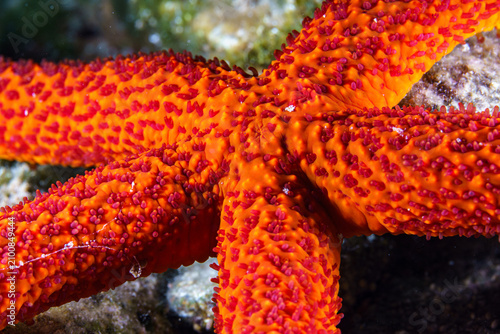 close up of red starfish