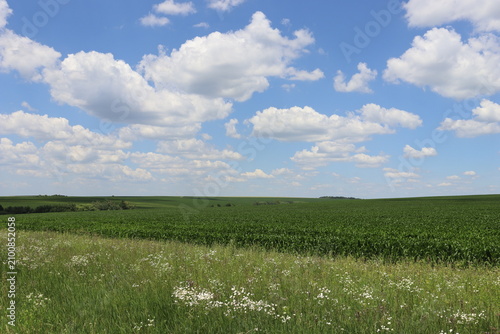 Green agricultural field beneath dramatic white clouds on sunny summer day