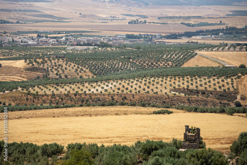 Fotografie Groves of olive trees around the archaeological site of Dougga, in Teboursouk, o