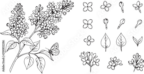 Beautiful hand drawn lilac flowers and butterfly illustration set for botanical design, greeting cards and floral art