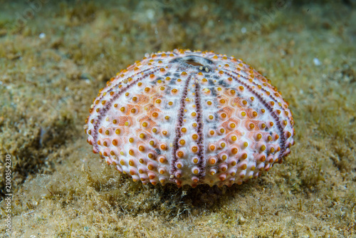 sea urchin shell