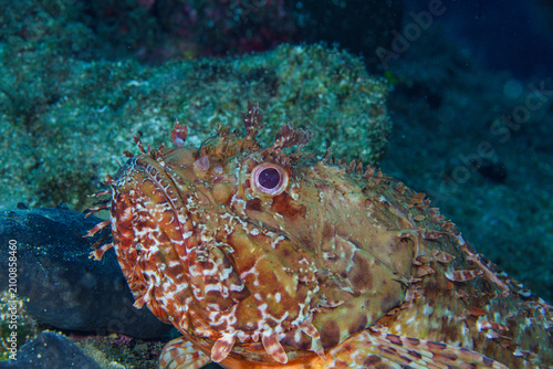 Obraz na plátně scorpionfish macro