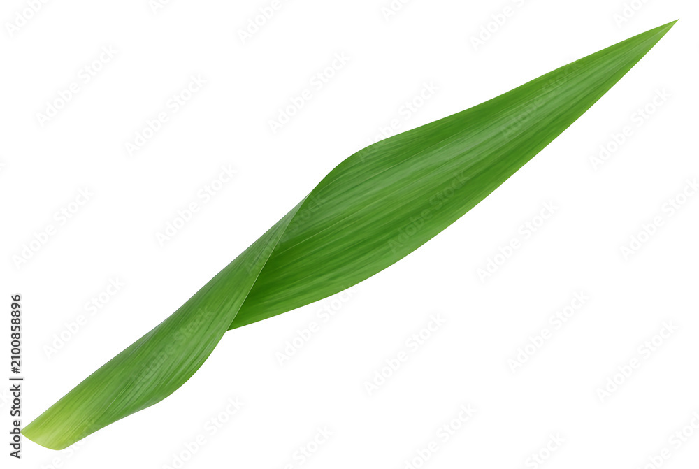 Fototapeta premium Single vibrant green leaf isolated on white background 1.