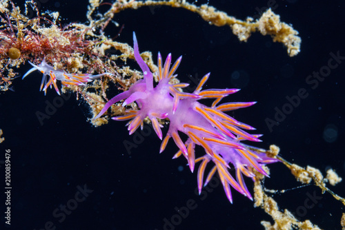 Bild auf Leinwand nudibranch flabellina