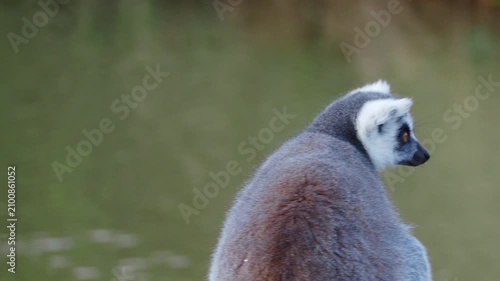 Lemur sits on wooden planks, facing away. Farming in Lincolnshire