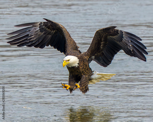 Foto bald eagle in flight
