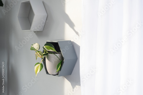 Konstfotografi FLORES EN MACETAS DISEÑO MODERNO