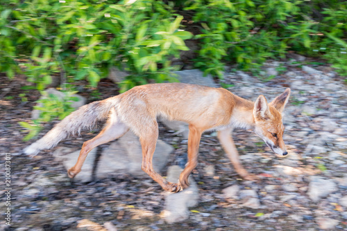 фотографія The red fox Vulpes vulpes walks along a path in the forest.