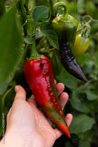 Фотография Hand holding organic red chili pepper growing